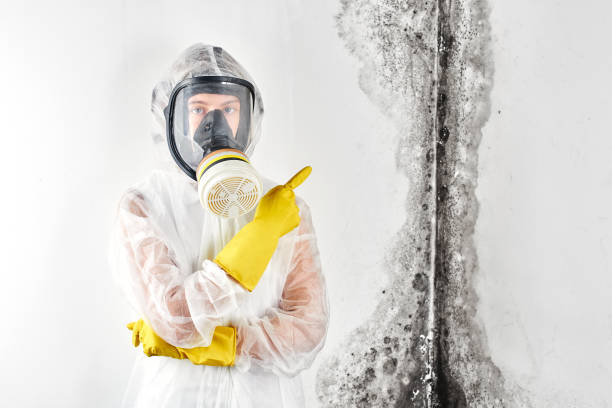 Best Mold Damage Restoration in USA